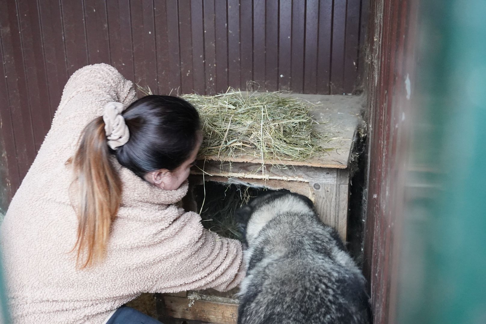 павловский посад, приют , собаки,