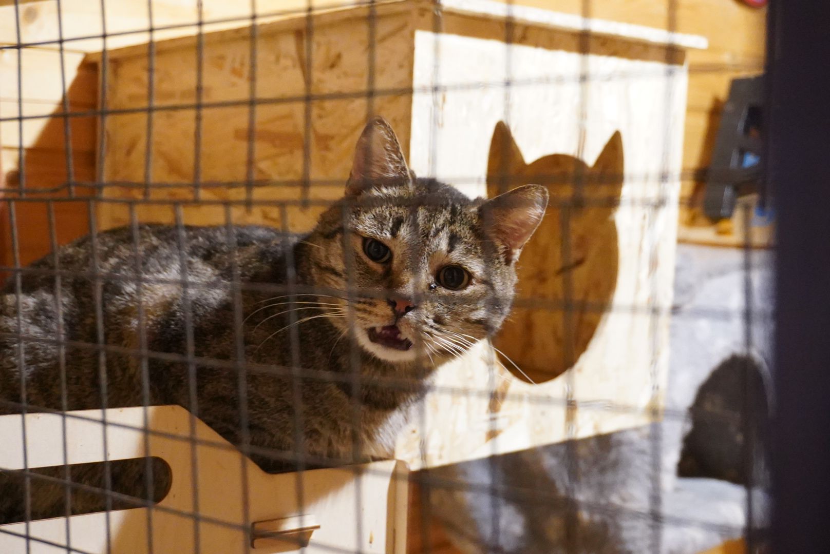 павловский посад, приют , собаки,