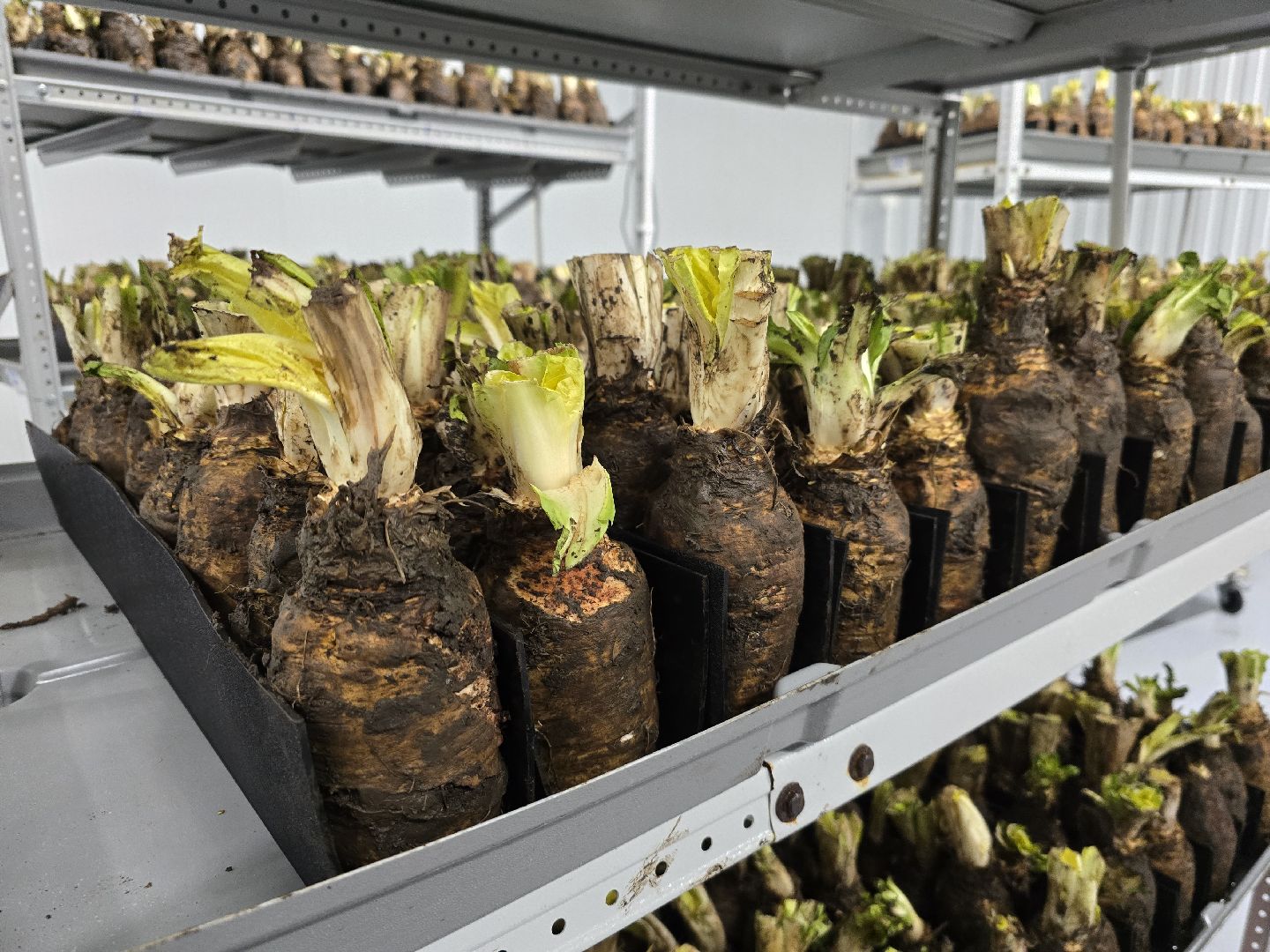 Коломна, Озеры, спаржа,кулинарный фестиваль,