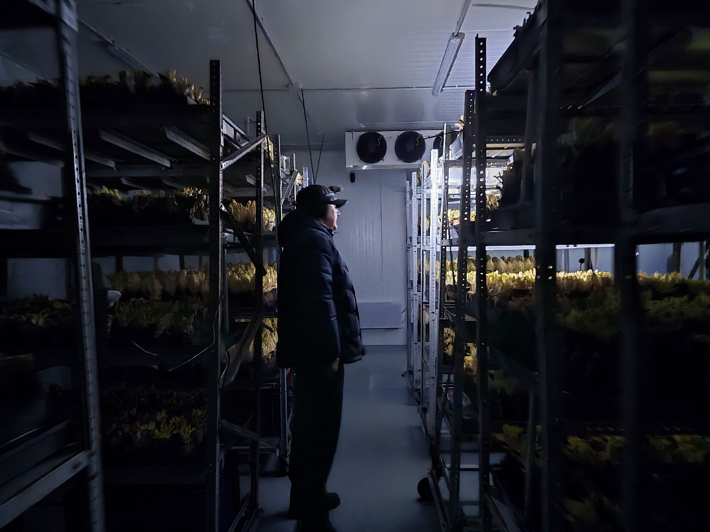 Коломна, Озеры, спаржа,кулинарный фестиваль,