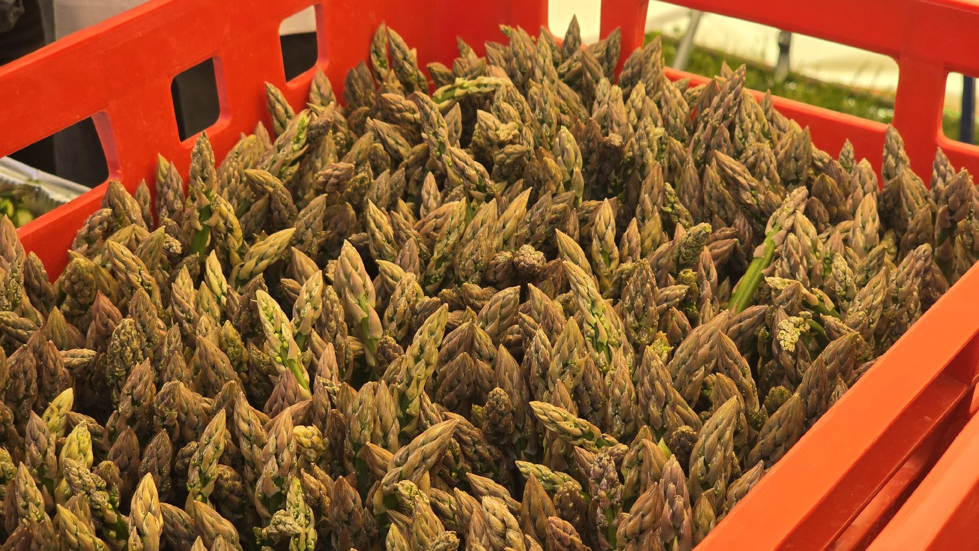 Коломна, Озеры, спаржа,кулинарный фестиваль,