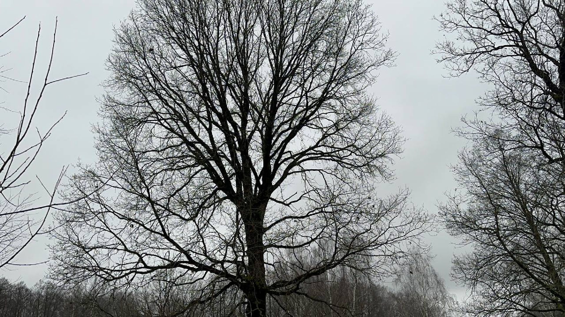 власть, выездная администрация, домодедово,