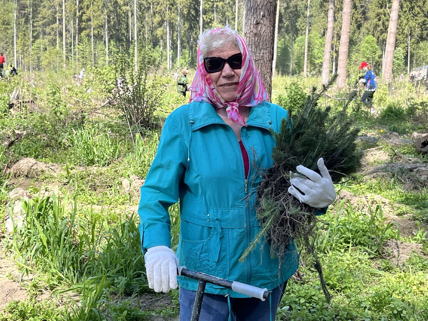 Лес Победы, Наро-Фоминский городской округ, ёлка, высадка деревьев, память