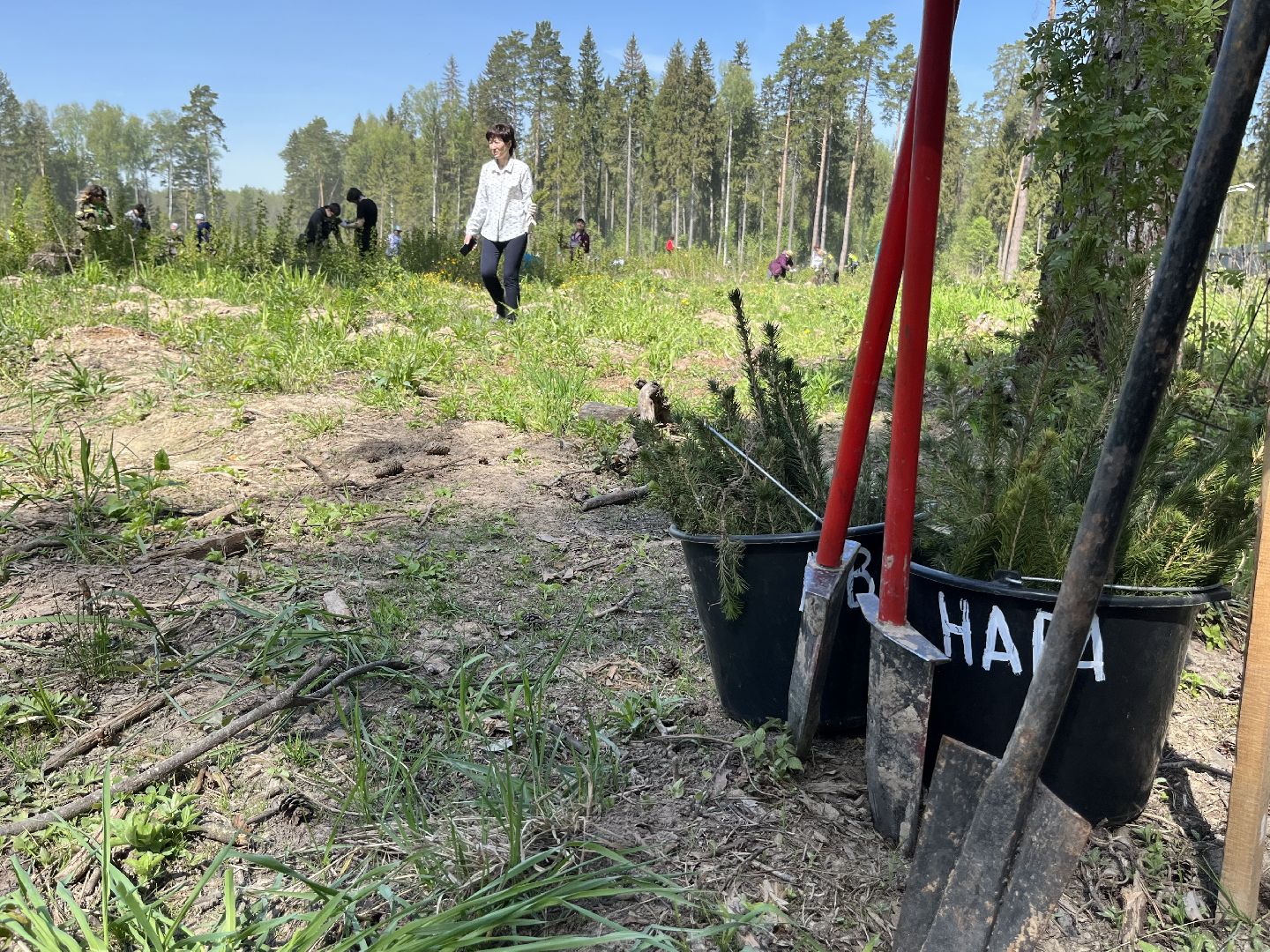 Лес Победы, Наро-Фоминский городской округ, ёлка, высадка деревьев, память