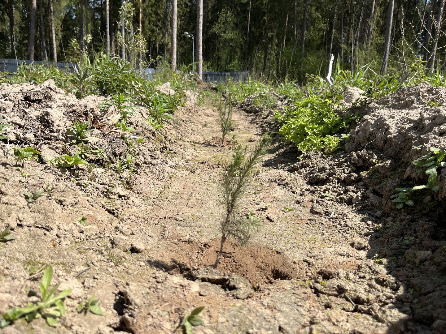 Лес Победы, Наро-Фоминский городской округ, ёлка, высадка деревьев, память