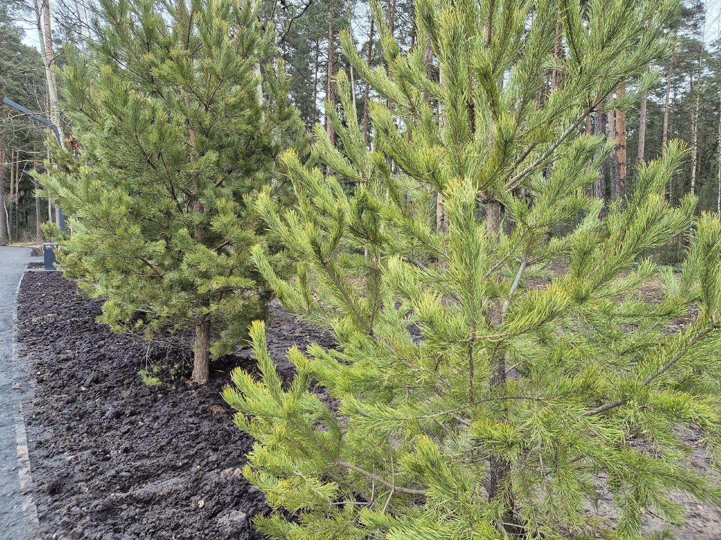 благоустройство парка, лесопарк стрелки, орехово-зуево,