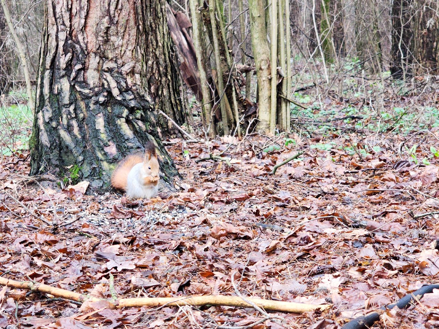 Подольск, лес, кормушки для птиц, школьное лесничество, подольское лесничество,