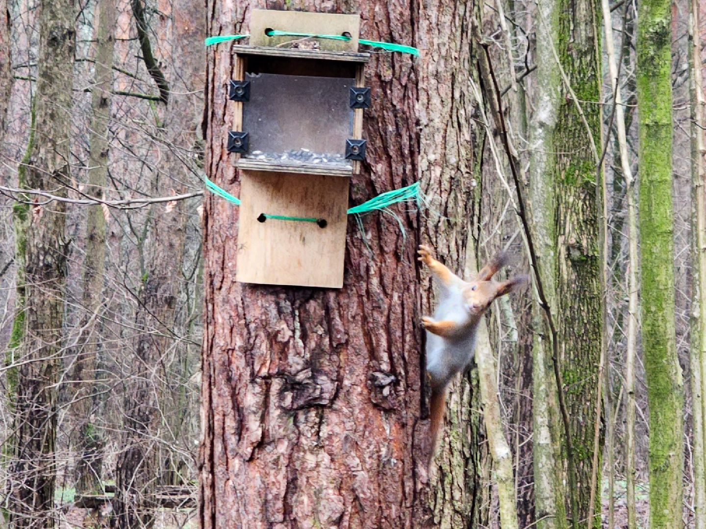 Подольск, лес, кормушки для птиц, школьное лесничество, подольское лесничество,