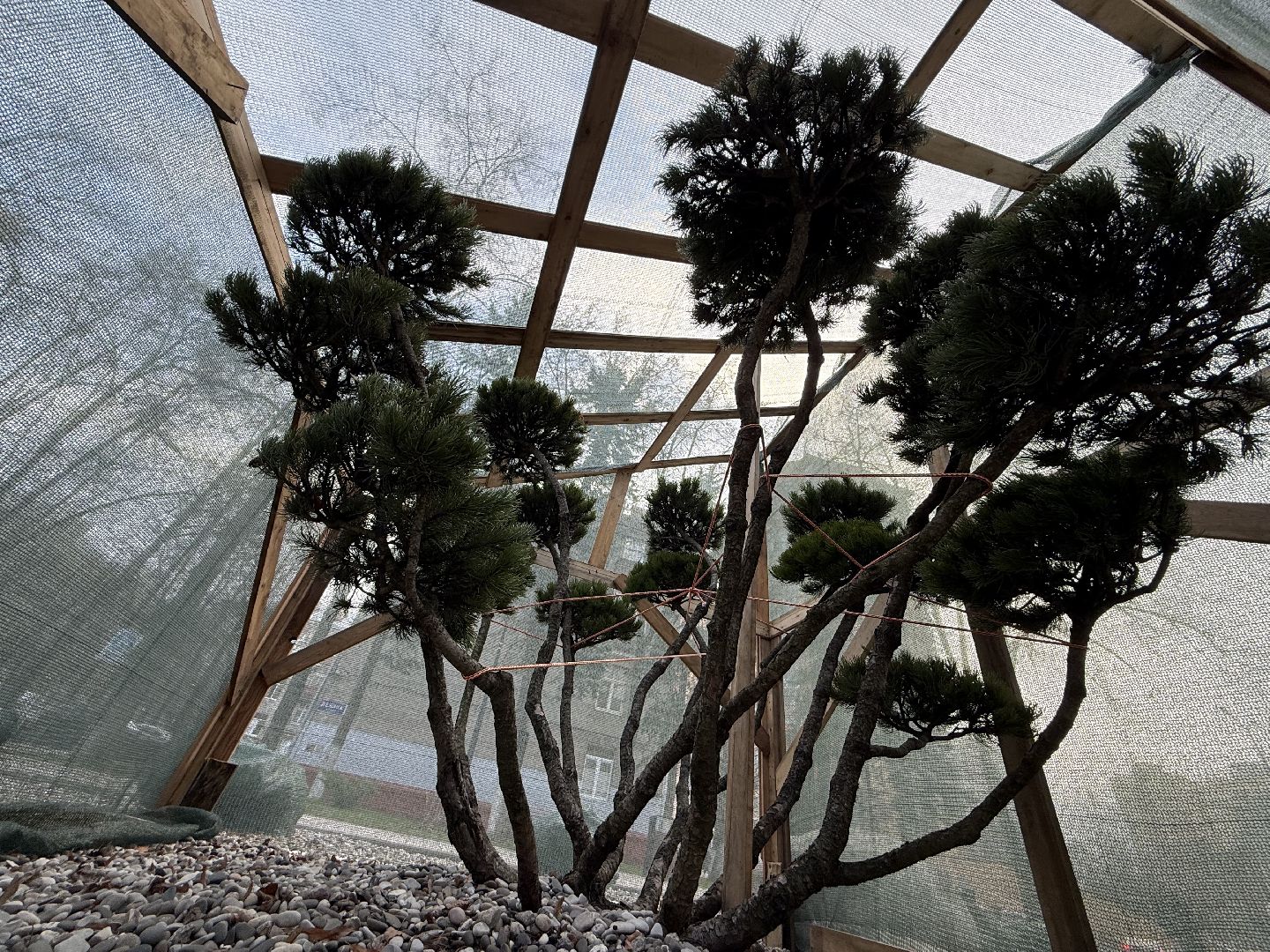 Реутов, Сквер , Бонсай , Зима,