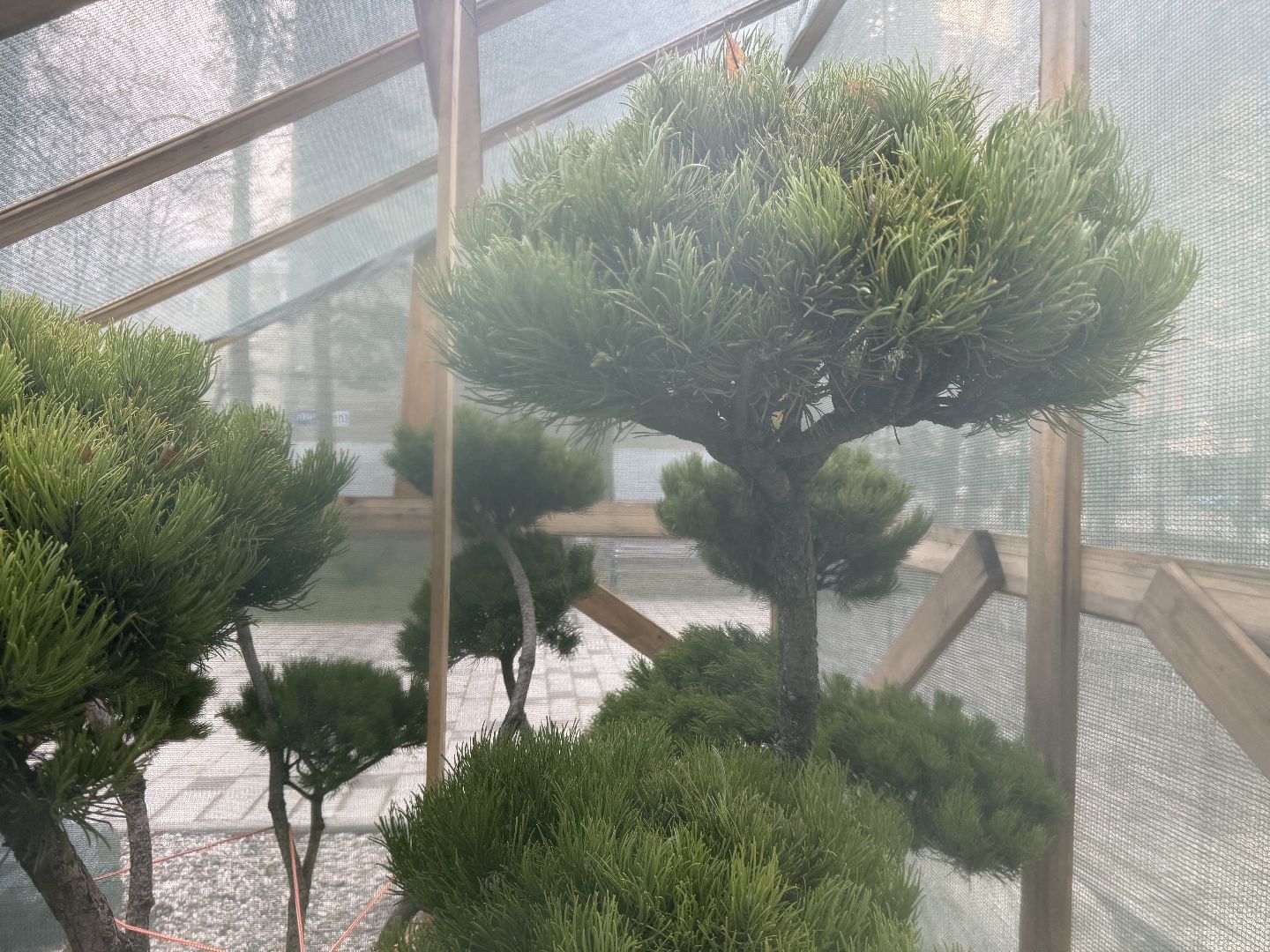 Реутов, Сквер , Бонсай , Зима,