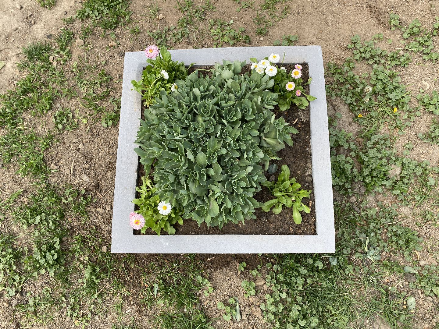 Чехов, клумбы, вазоны, ЖКХ, МКД, жители