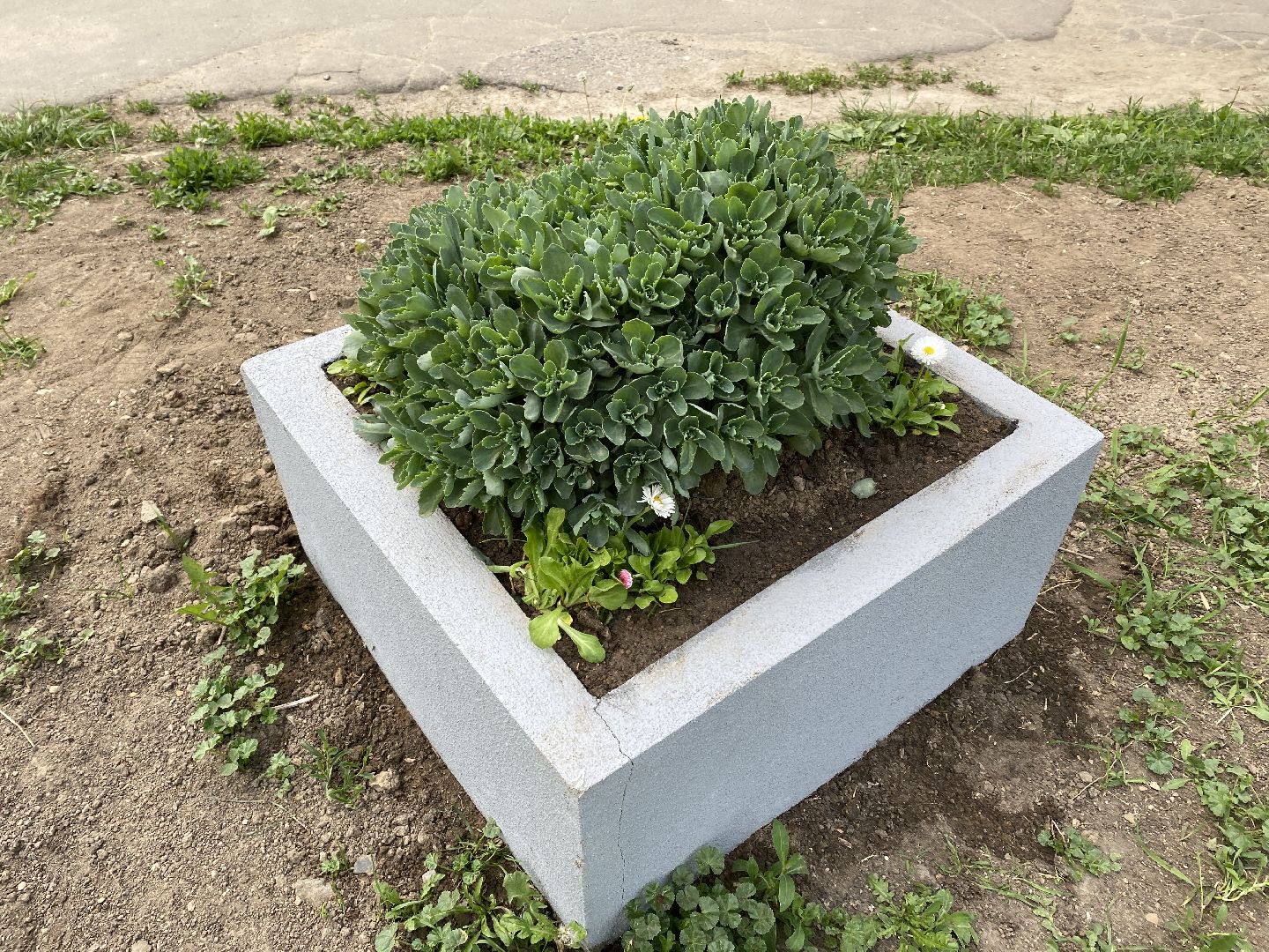 Чехов, клумбы, вазоны, ЖКХ, МКД, жители