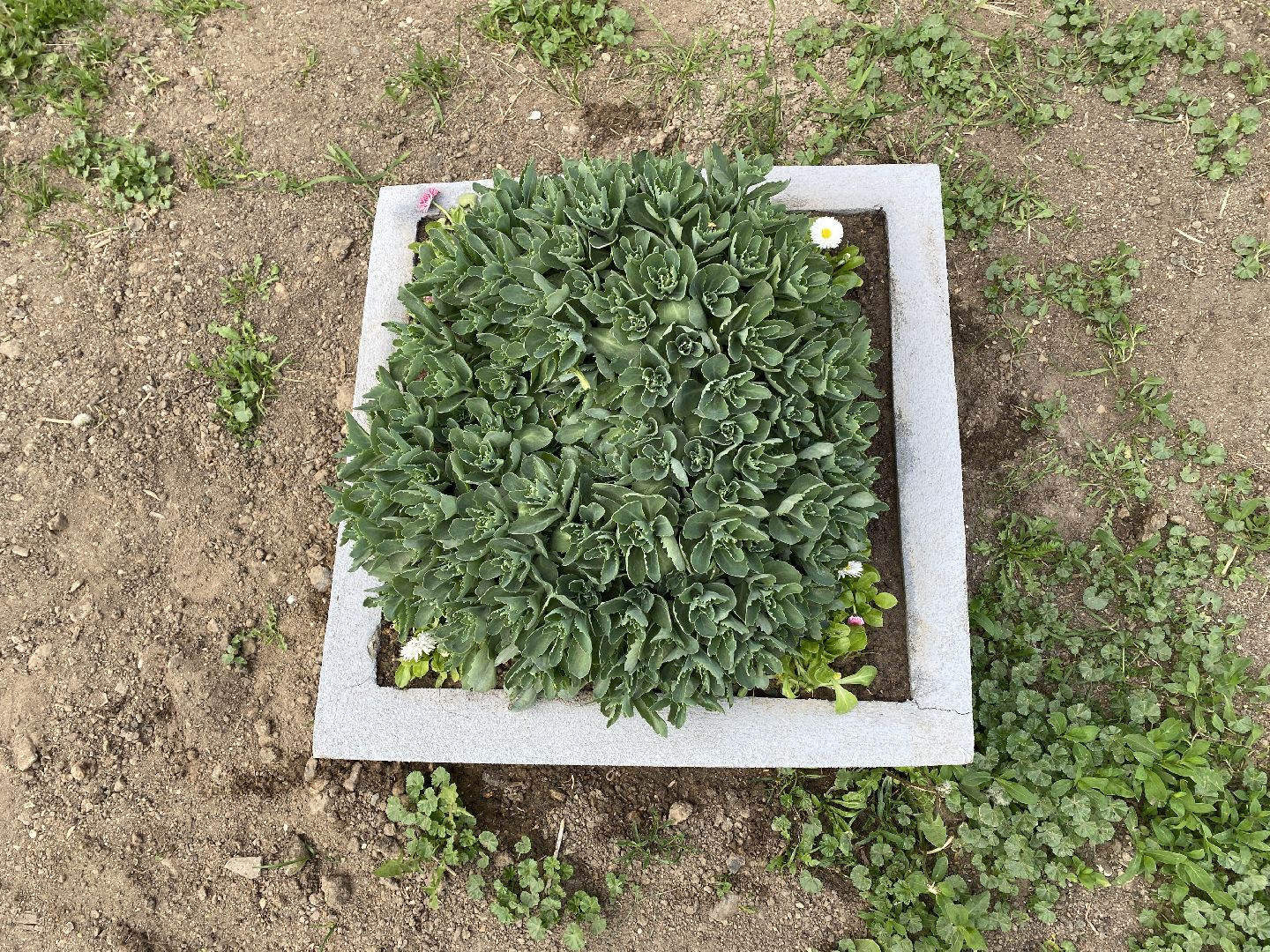 Чехов, клумбы, вазоны, ЖКХ, МКД, жители