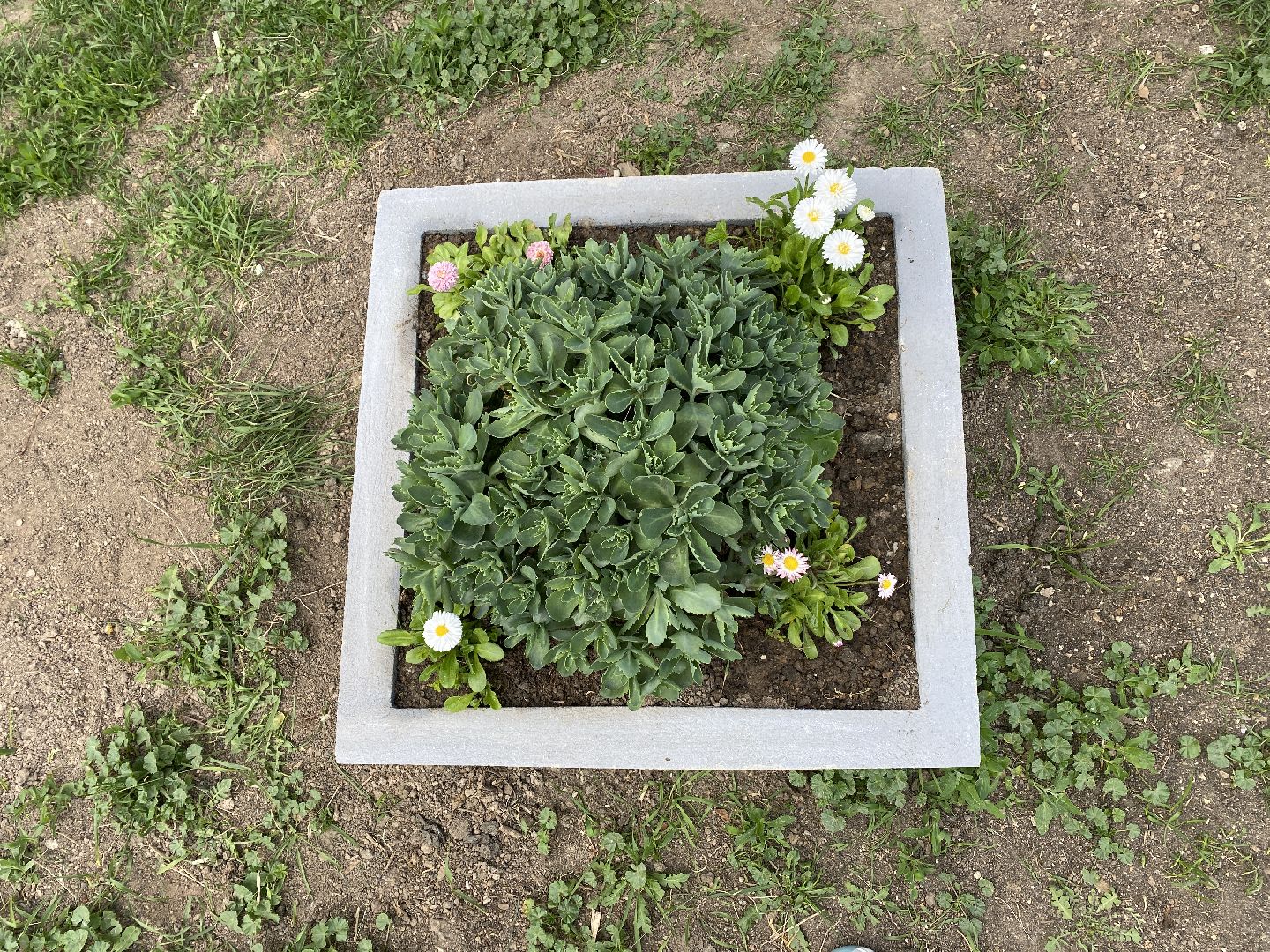 Чехов, клумбы, вазоны, ЖКХ, МКД, жители