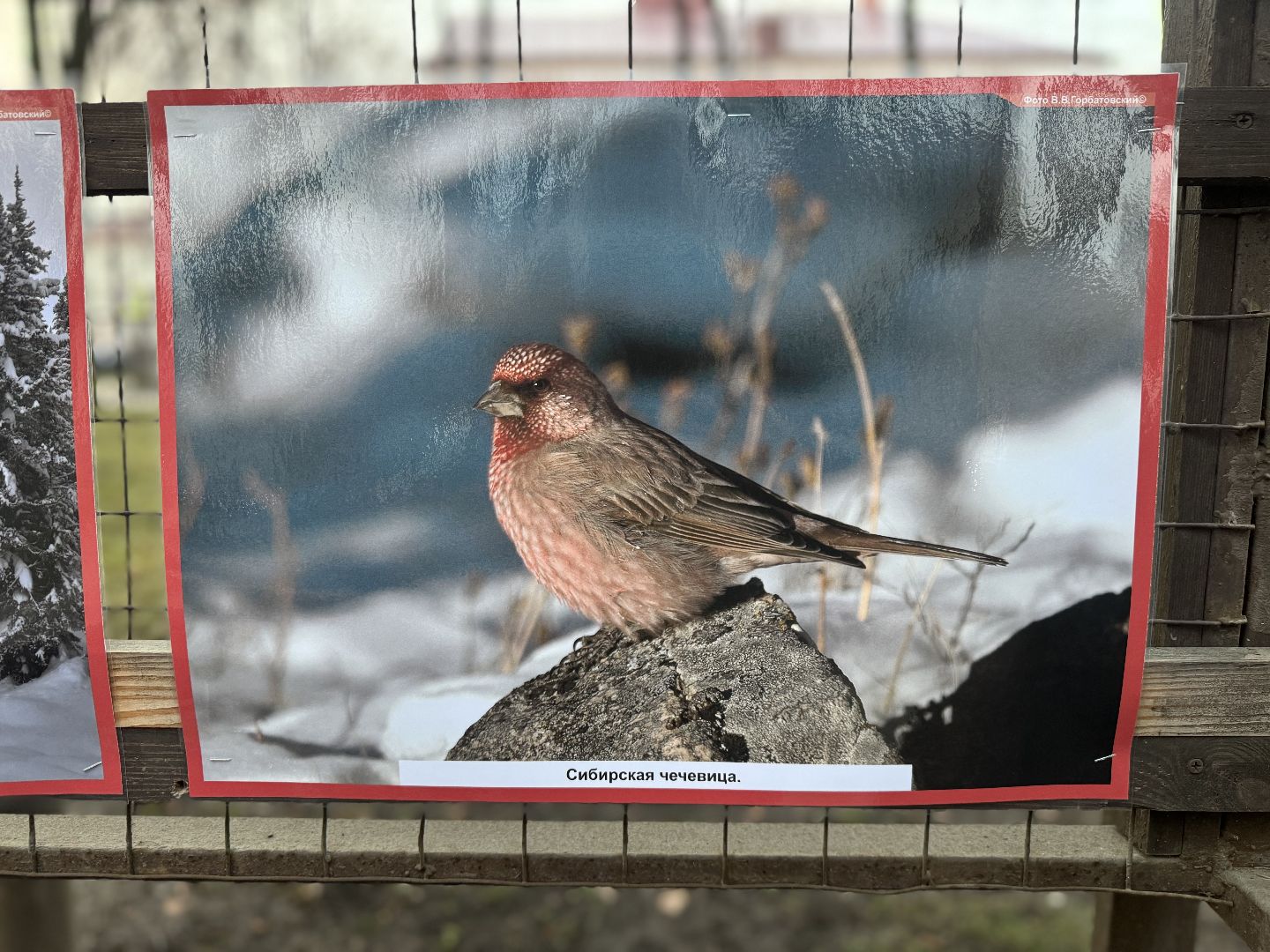 фотовыставка , ленинский городской округ, сквер юность,