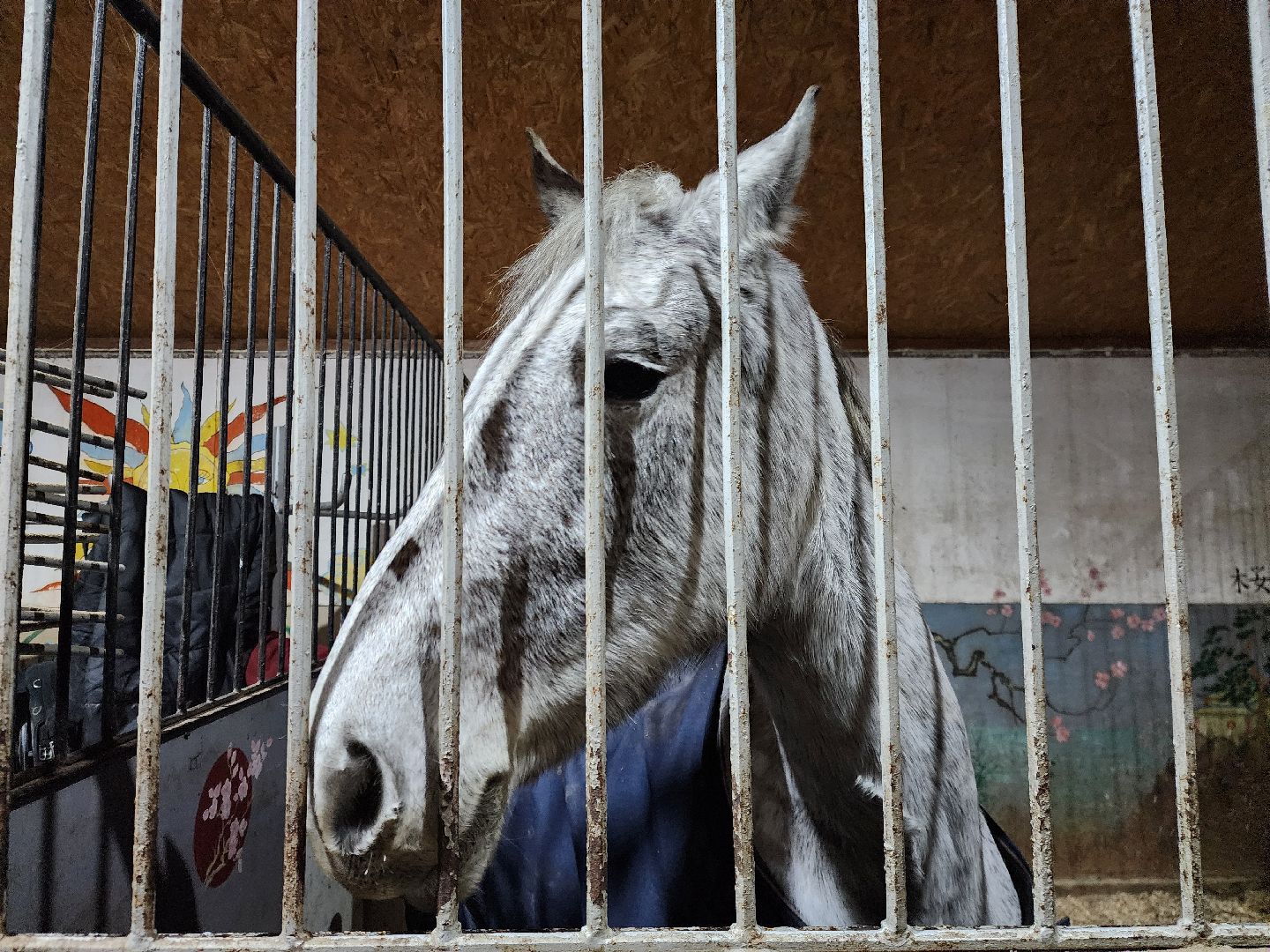 ногинск, конюшня, лошади,  спорт, общество, место для отдыха,