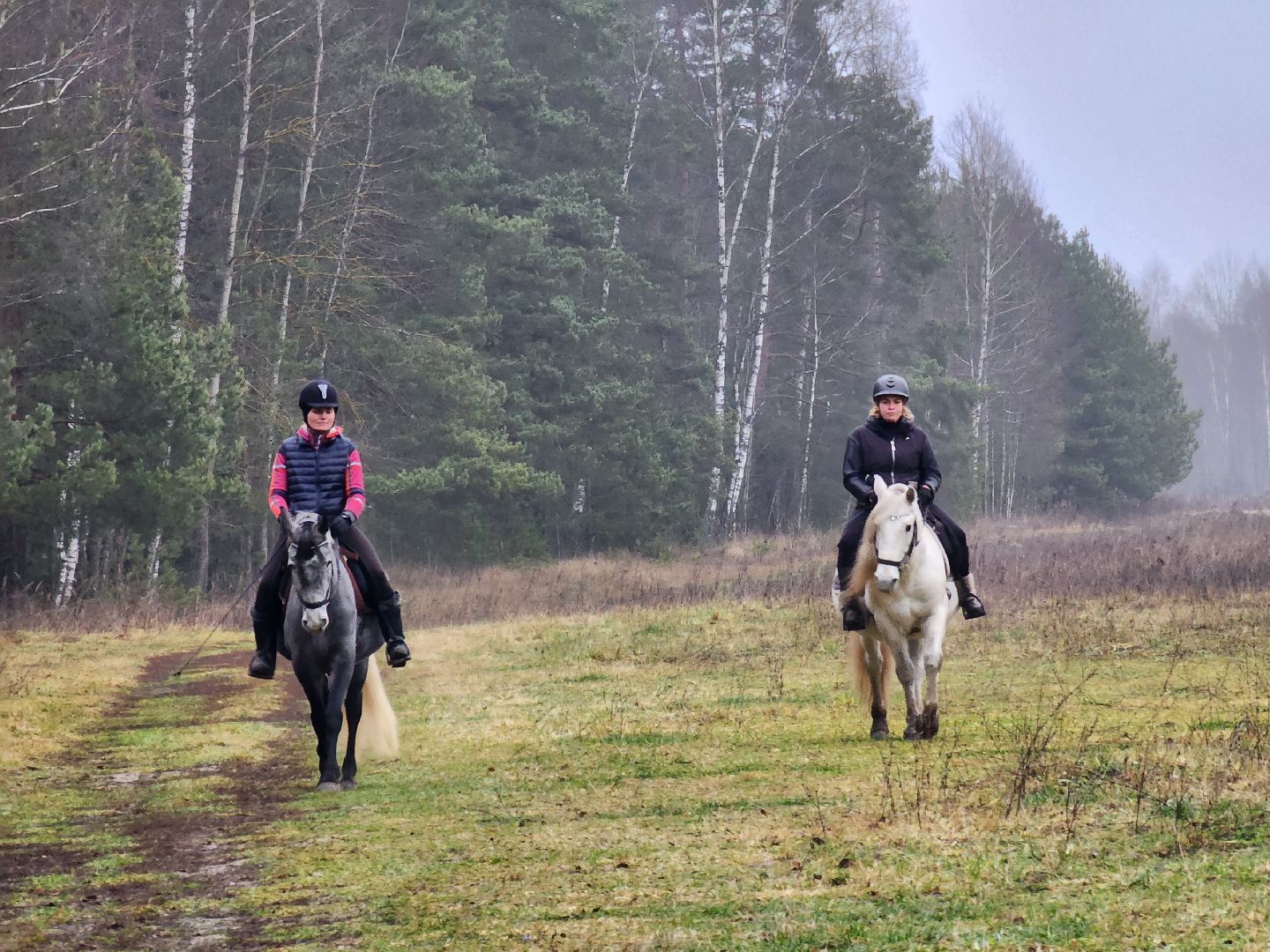 ногинск, конюшня, лошади,  спорт, общество, место для отдыха,