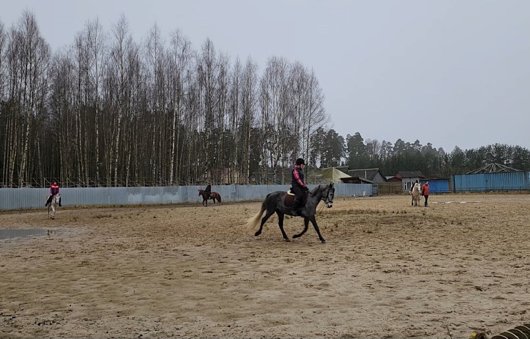ногинск, конюшня, лошади,  спорт, общество, место для отдыха,