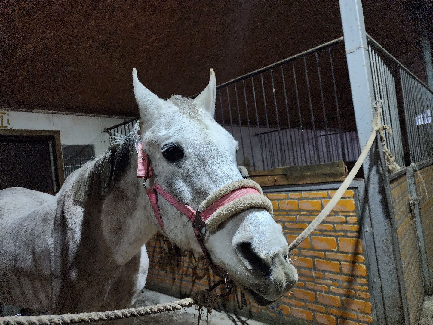 ногинск, конюшня, лошади,  спорт, общество, место для отдыха,