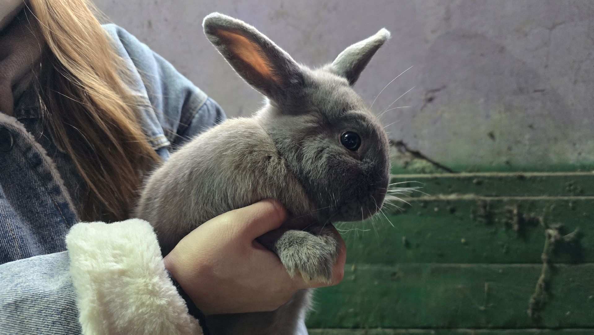 Коломна, контактный зоопарк,