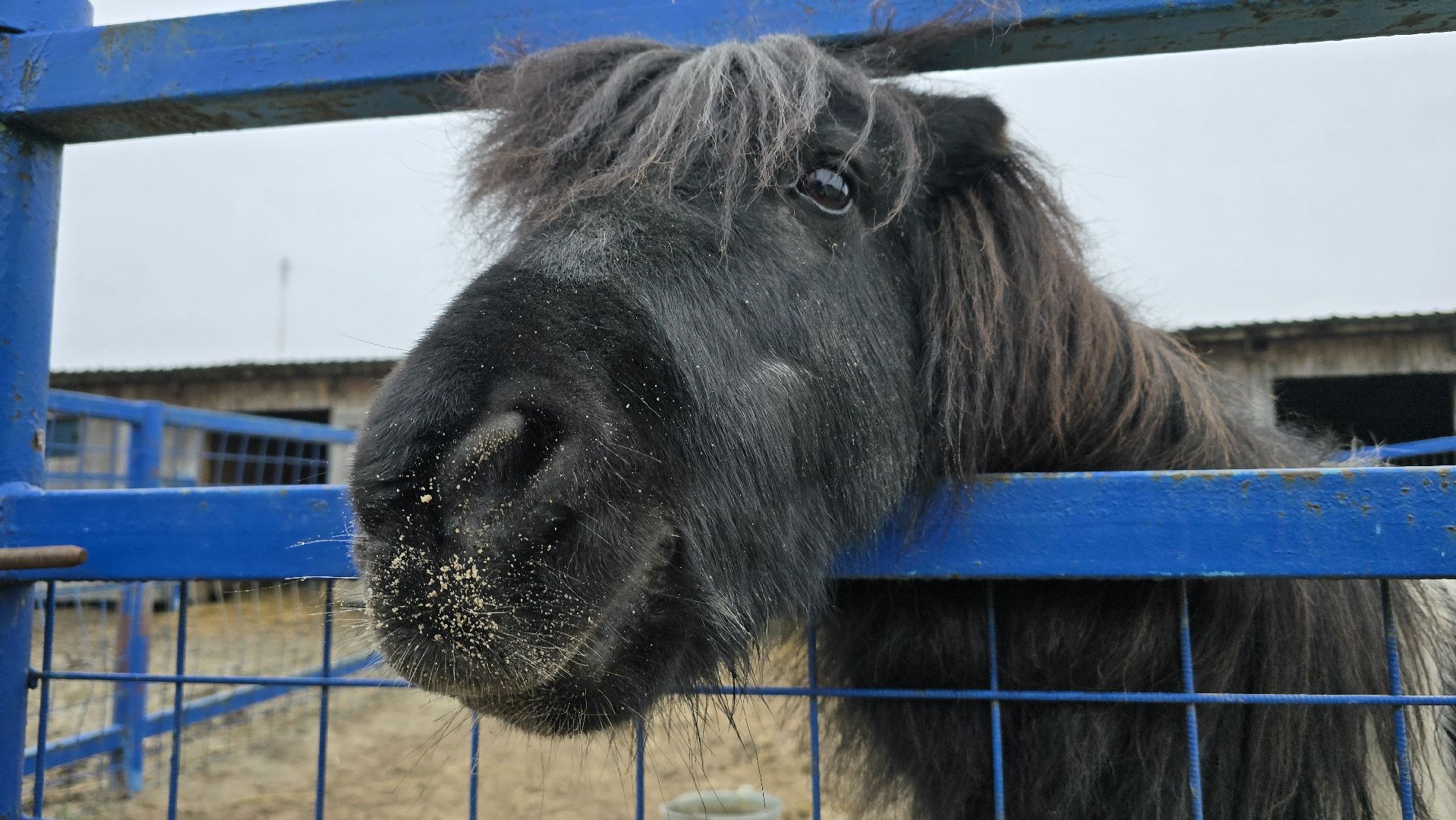 Коломна, контактный зоопарк,