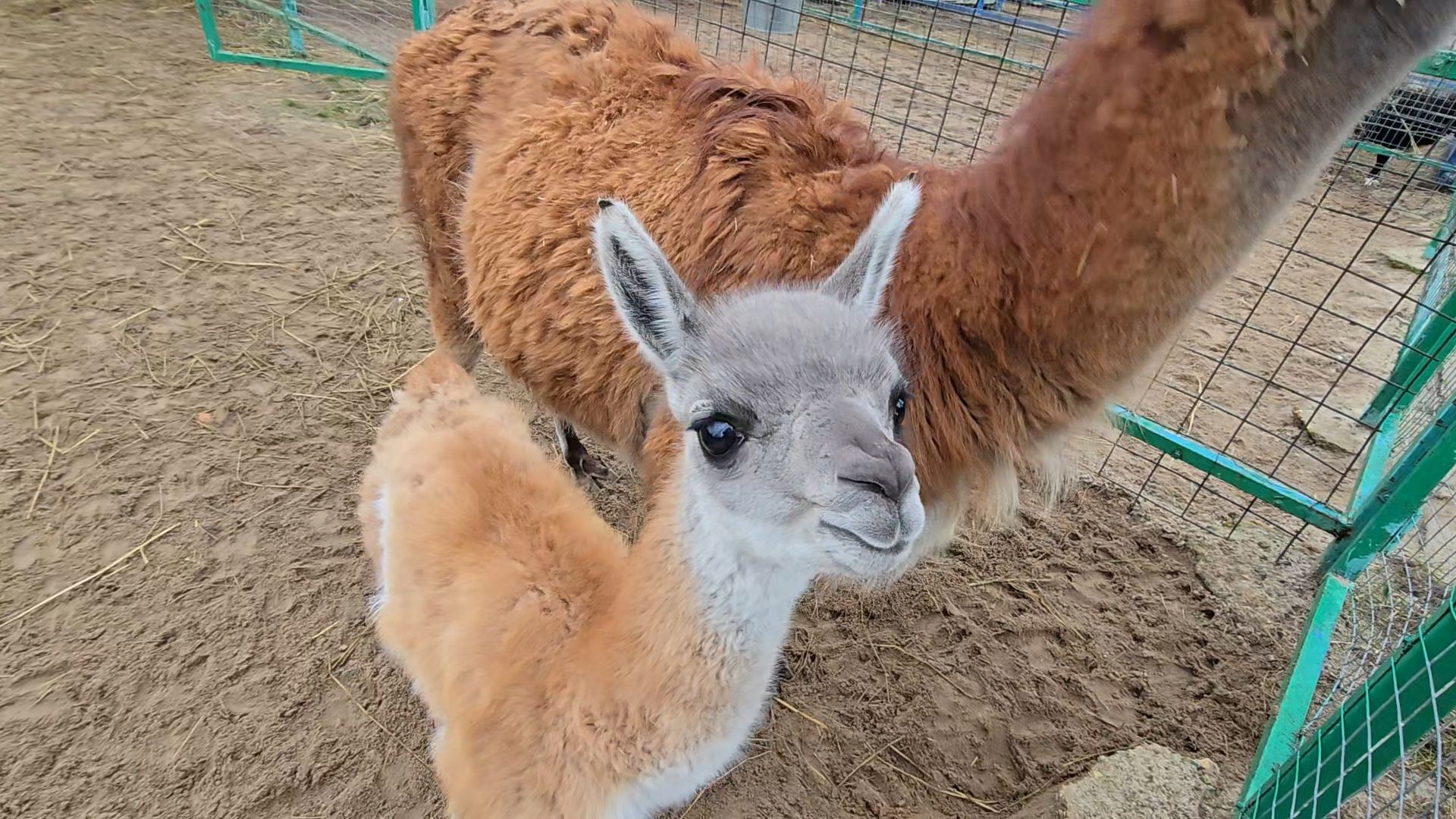 Коломна, контактный зоопарк,