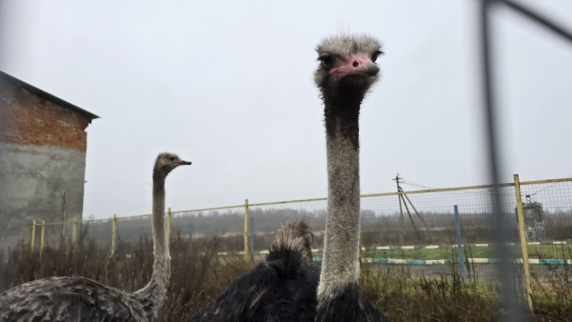 Коломна, контактный зоопарк,