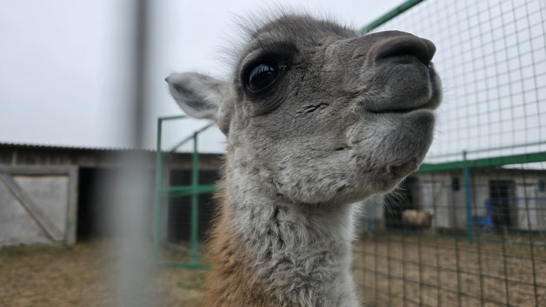 Коломна, контактный зоопарк,