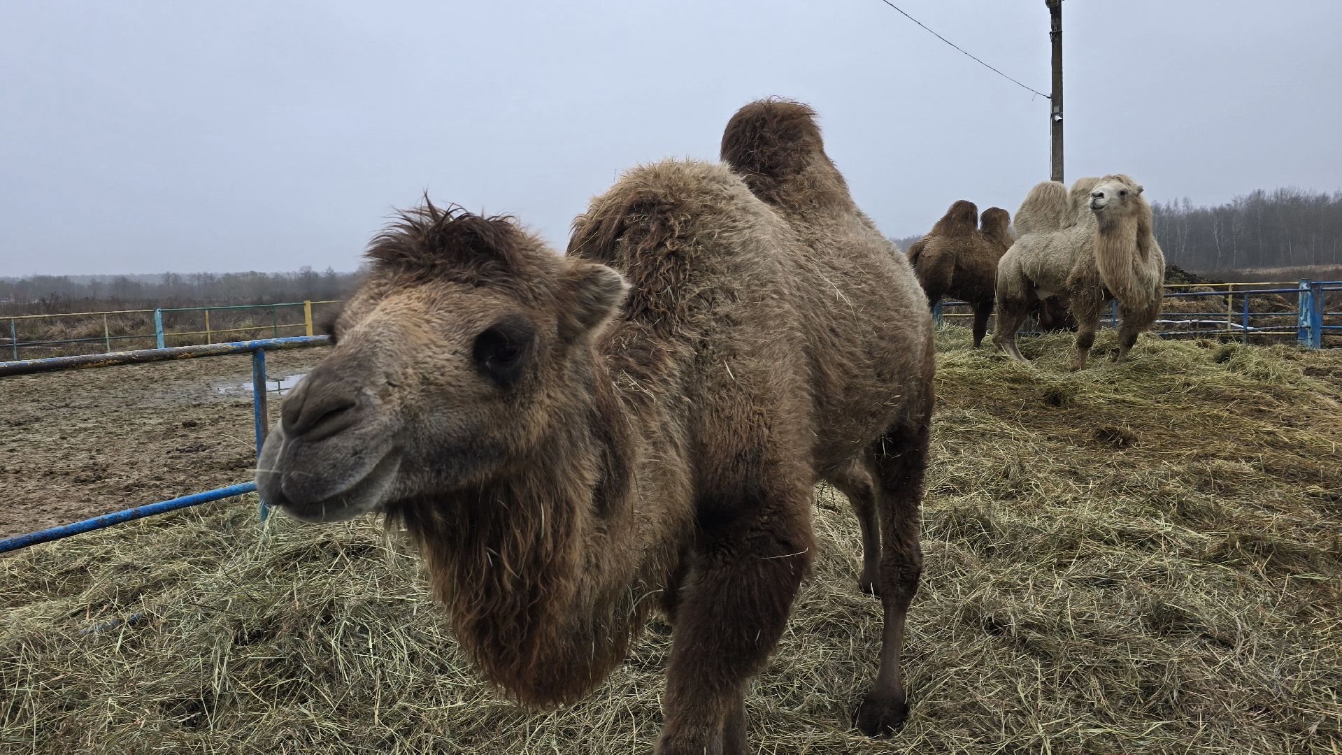 Коломна, контактный зоопарк,