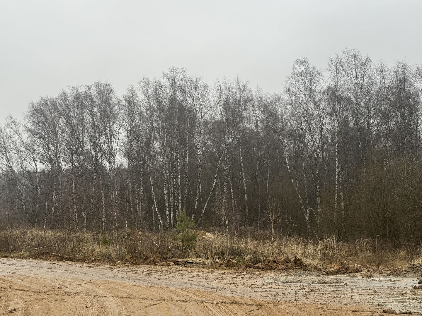 коробовский лесопарк , благоустройство парка , ленинский городской округ, группа компания самолет ,