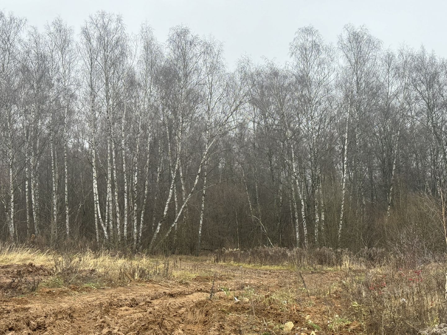 коробовский лесопарк , благоустройство парка , ленинский городской округ, группа компания самолет ,