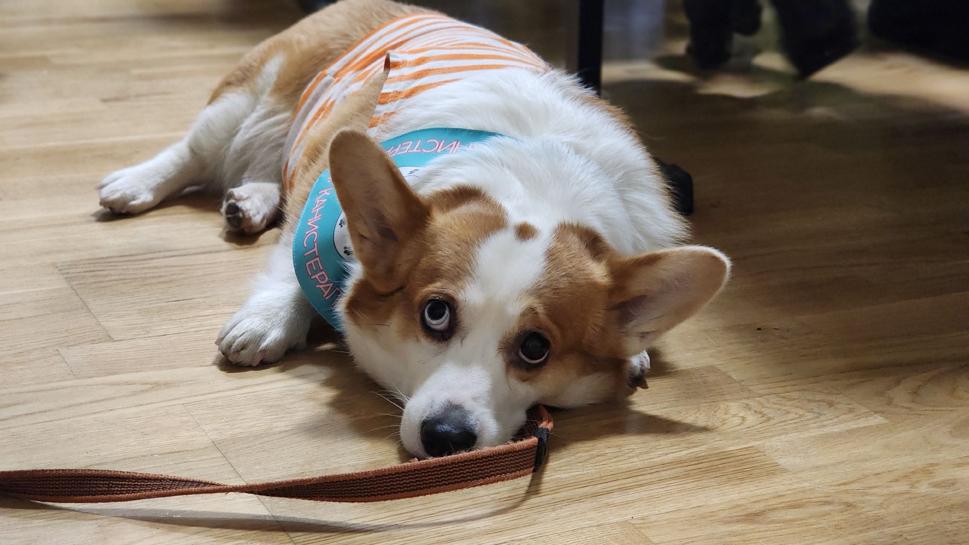 день добровольца, волонтеры подмосковья, лосино-петровский,