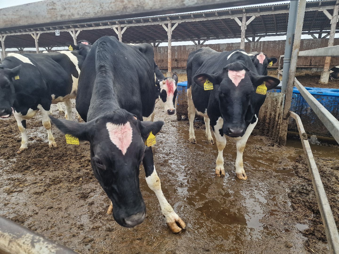 воскресенск, племенное хозяйство, корова-рекордсменка,