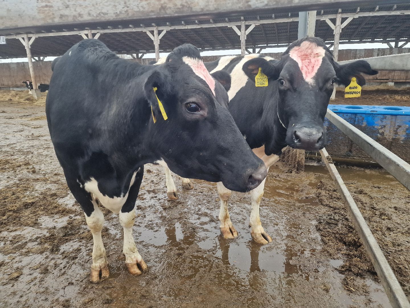 воскресенск, племенное хозяйство, корова-рекордсменка,