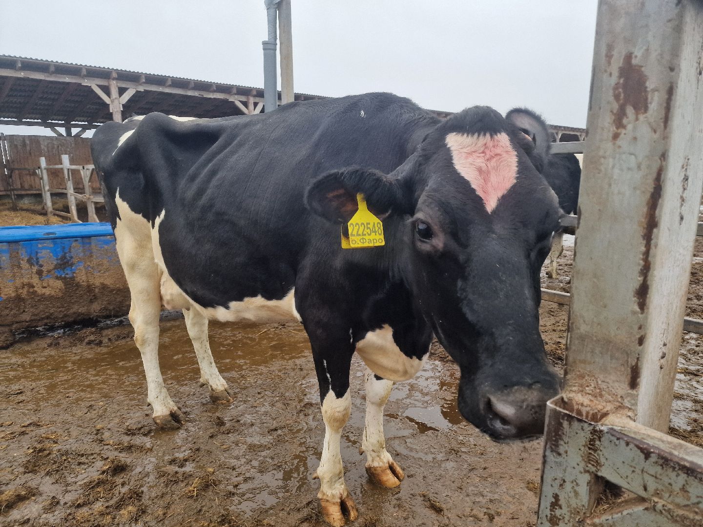 воскресенск, племенное хозяйство, корова-рекордсменка,