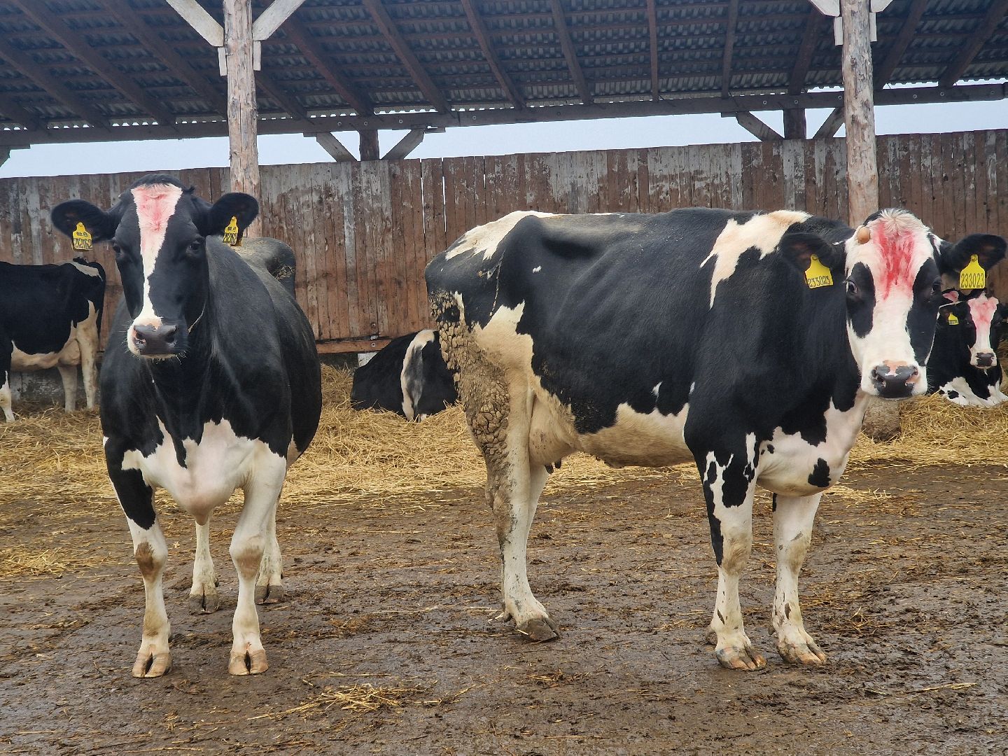 воскресенск, племенное хозяйство, корова-рекордсменка,