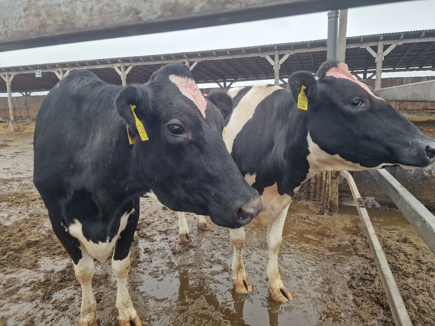 воскресенск, племенное хозяйство, корова-рекордсменка,