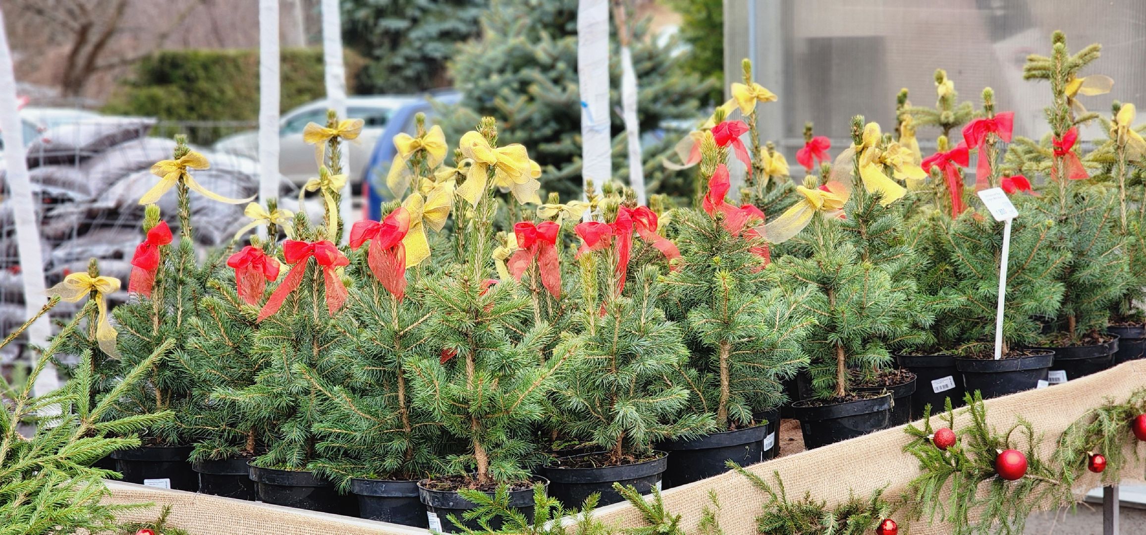 Химки, Елки, Новый год,