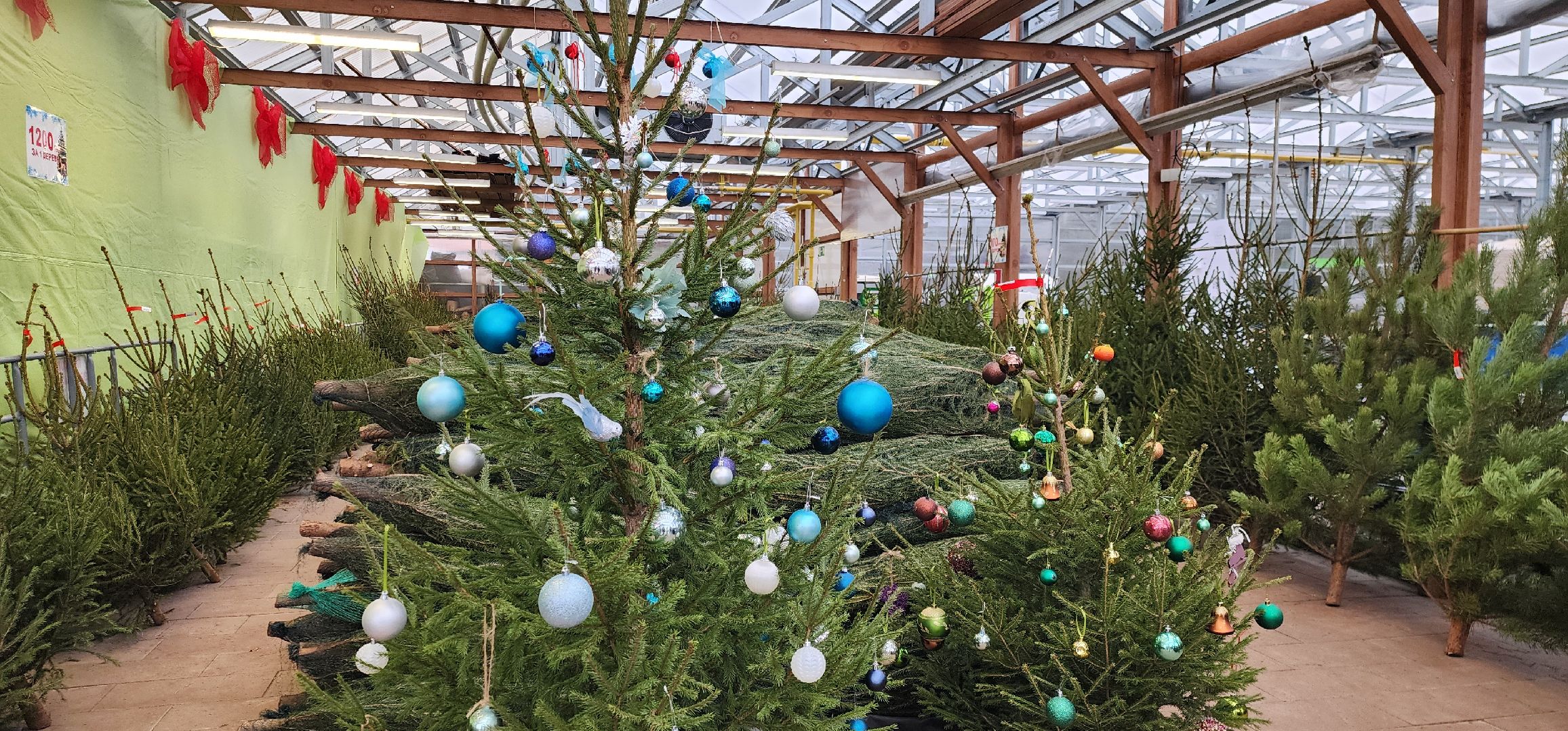 Химки, Елки, Новый год,