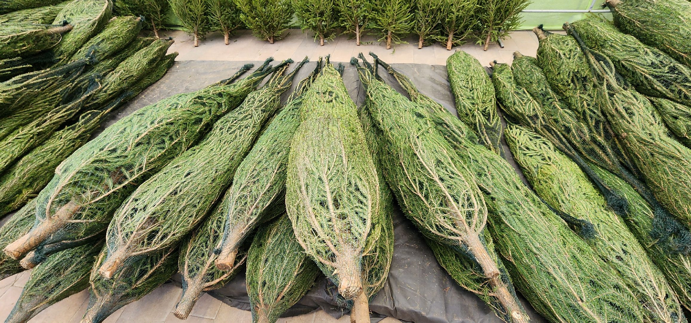 Химки, Елки, Новый год,