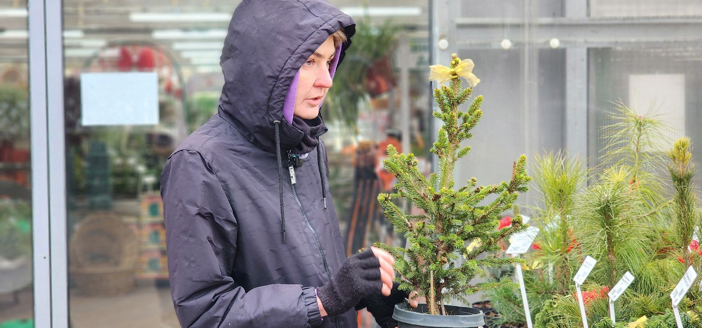 Химки, Елки, Новый год,