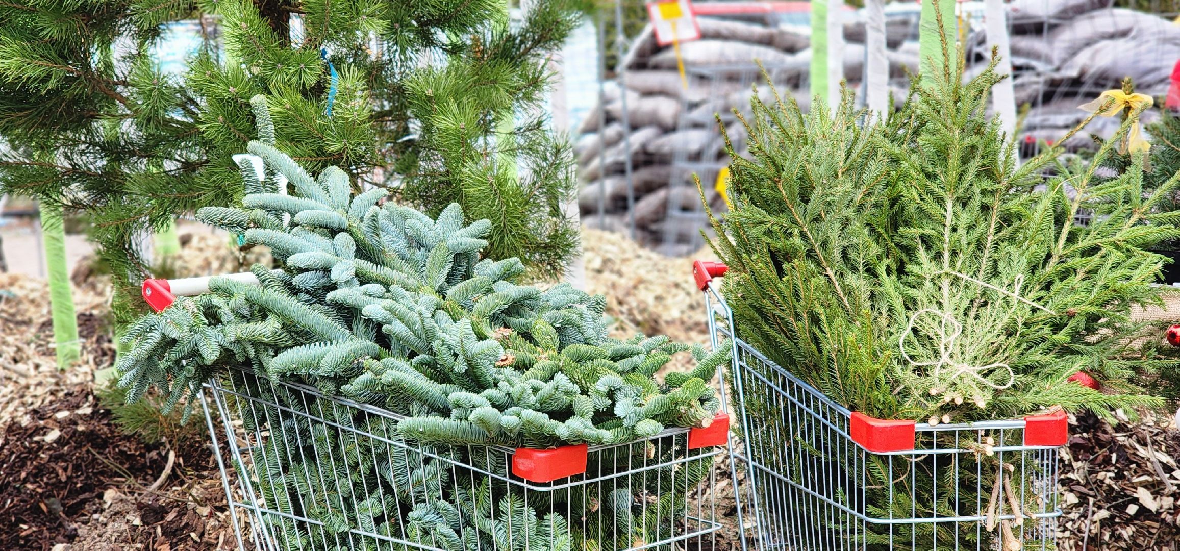 Химки, Елки, Новый год,