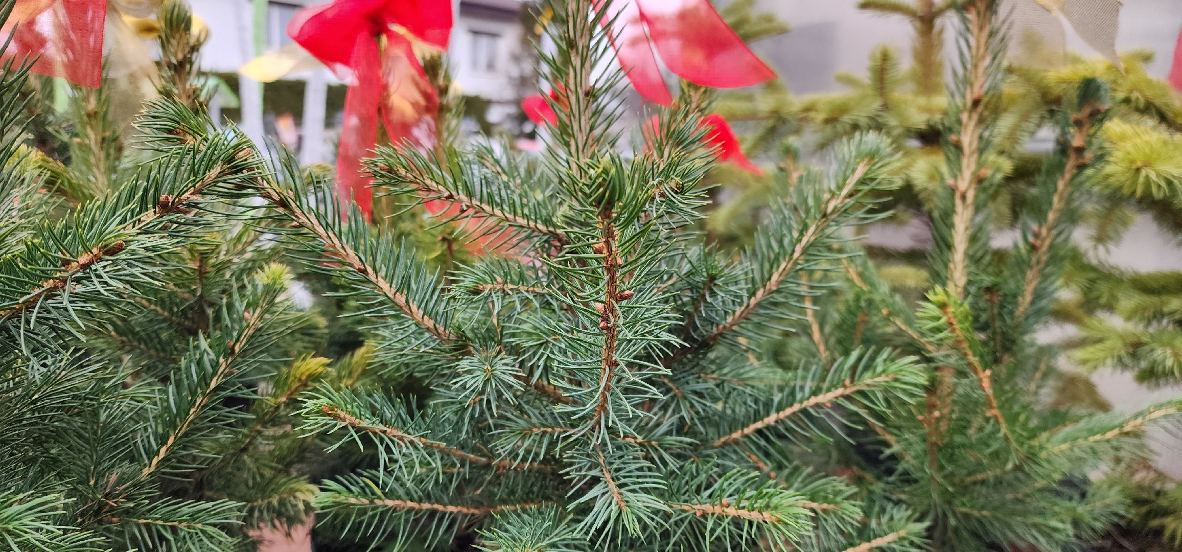 Химки, Елки, Новый год,