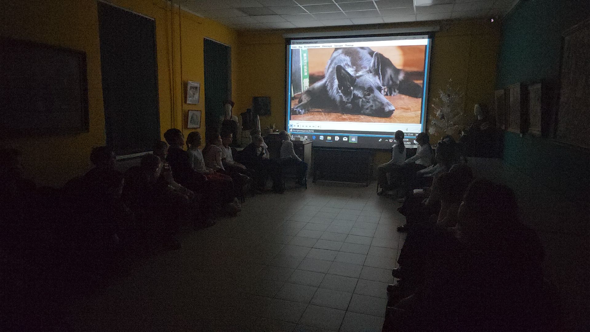 долгопрудный, кинологи, x-легион, шипперке, бельгийская овчарка, фронтовая собака, собака-диверсант,