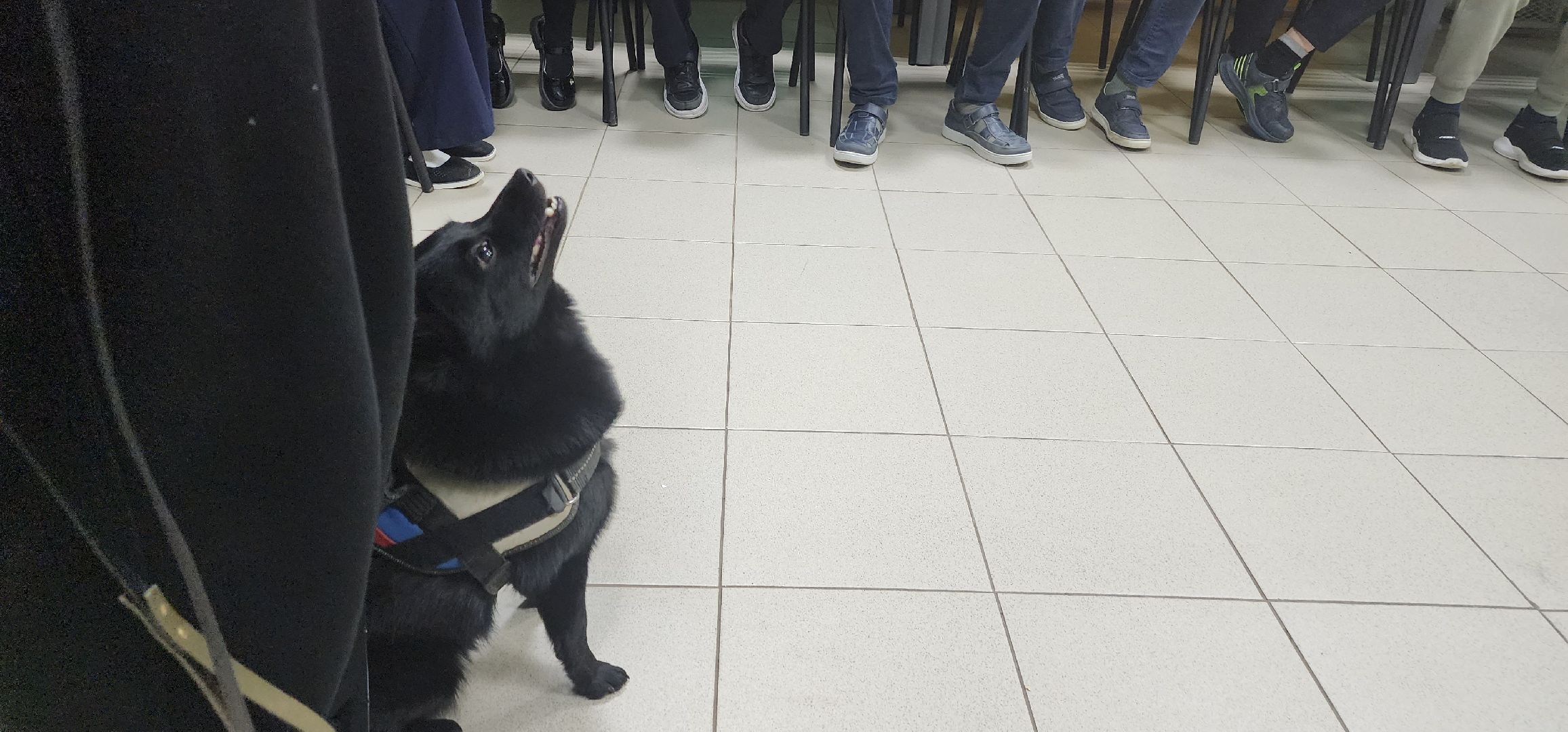 долгопрудный, кинологи, x-легион, шипперке, бельгийская овчарка, фронтовая собака, собака-диверсант,