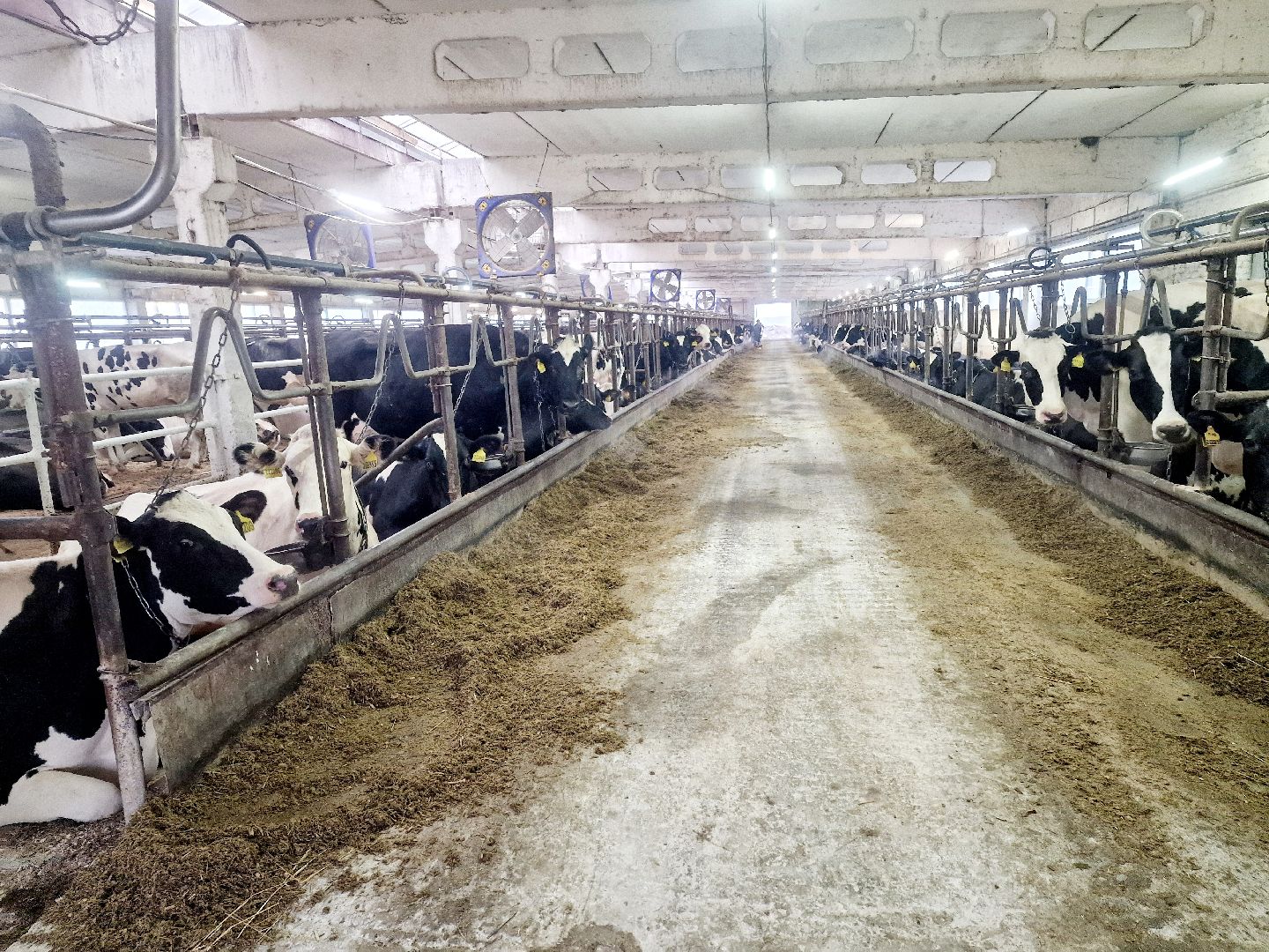 воскресенск, корова-рекордсменка, племенное хозяйство,