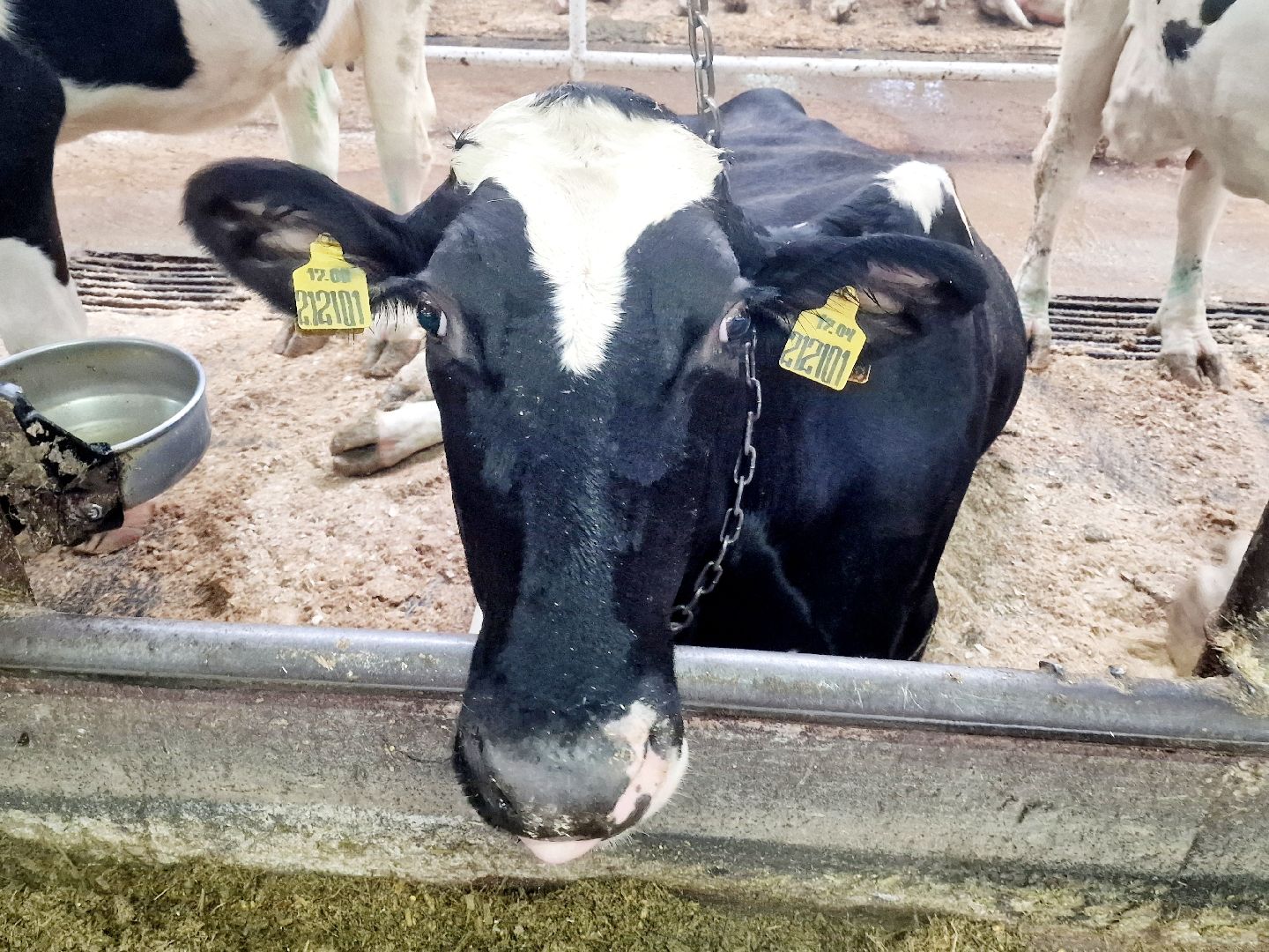 воскресенск, корова-рекордсменка, племенное хозяйство,