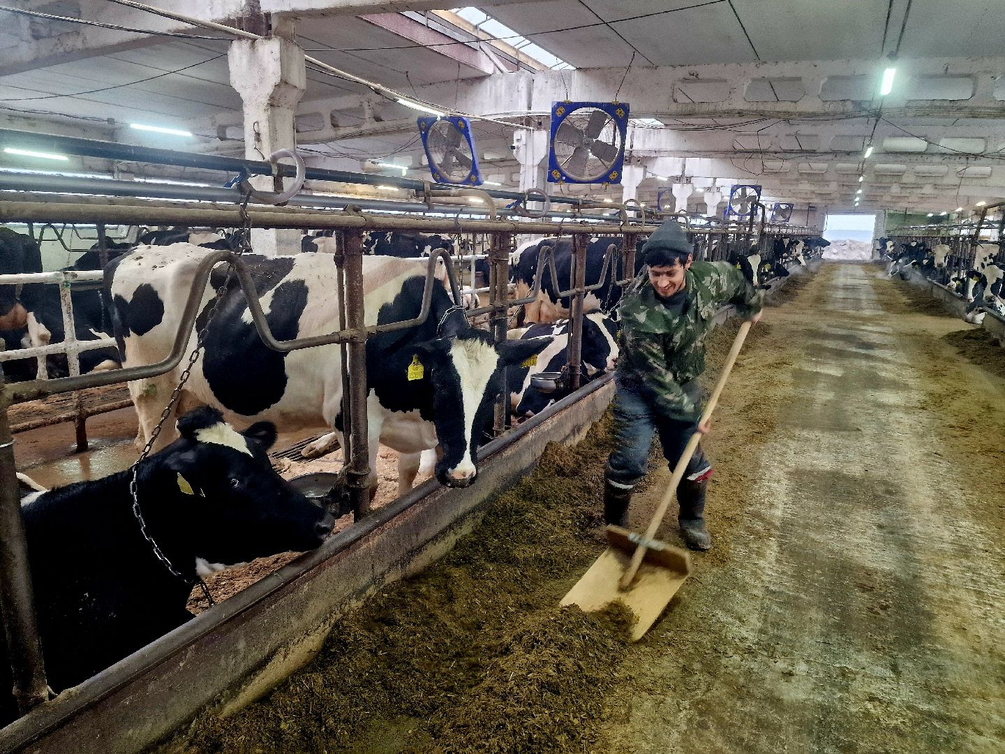 воскресенск, корова-рекордсменка, племенное хозяйство,