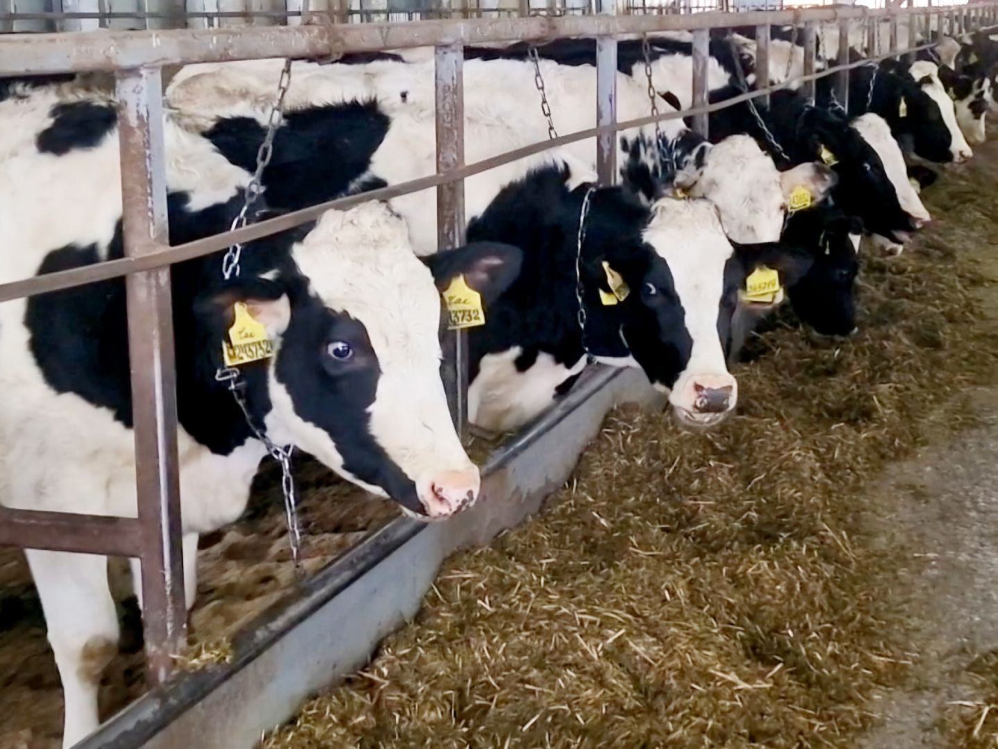 воскресенск, корова-рекордсменка, племенное хозяйство,