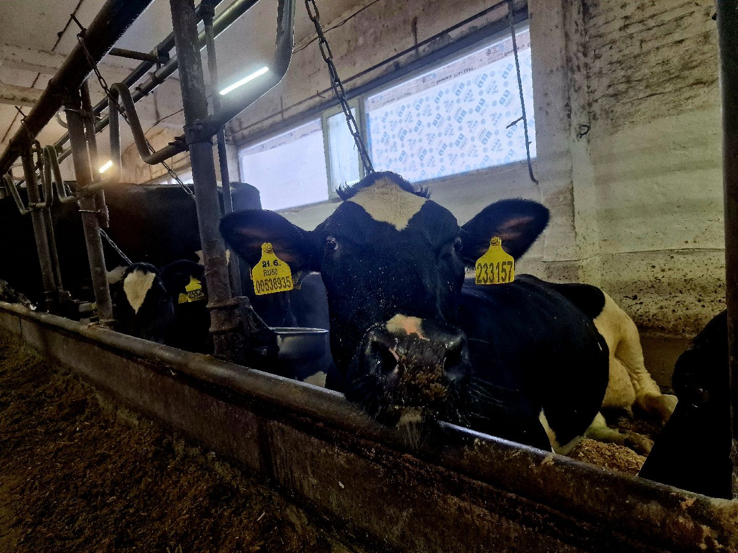 воскресенск, корова-рекордсменка, племенное хозяйство,